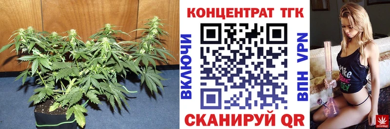 Купить  Мураши  ТГК Wax 